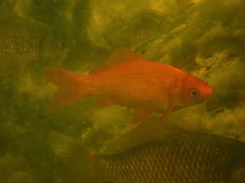 Typical Carps