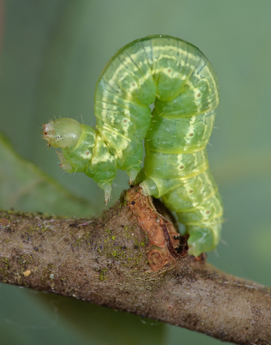 Winter Moth