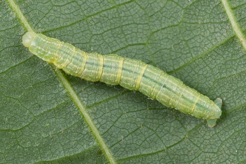 Winter Moth