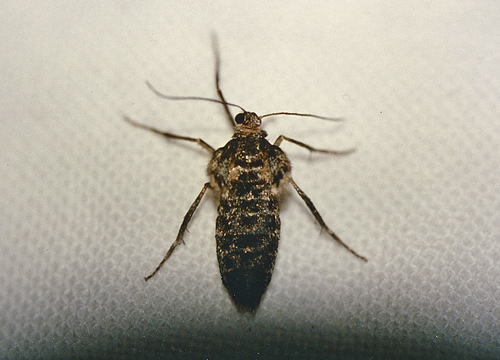 Winter Moth