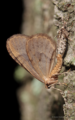 Winter Moth