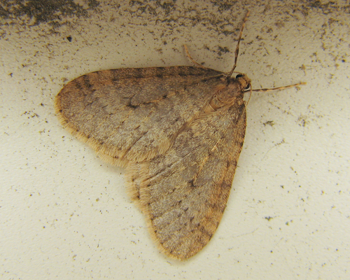 Winter Moth