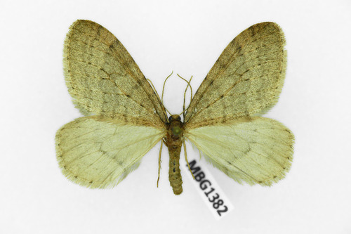 Winter Moth