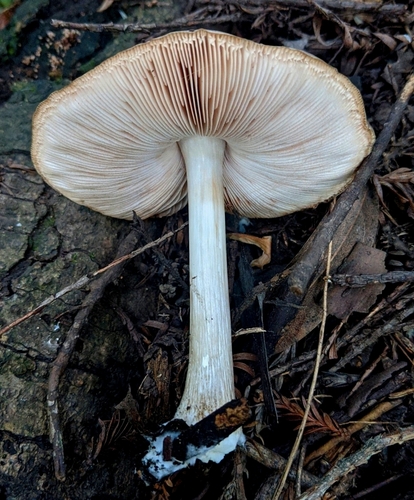 Deer Mushroom