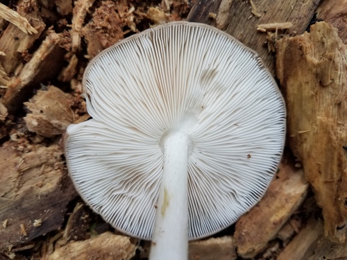 Deer Mushroom
