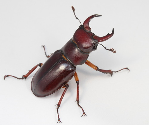 Reddish-brown Stag Beetle