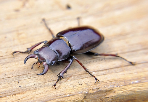 Reddish-brown Stag Beetle