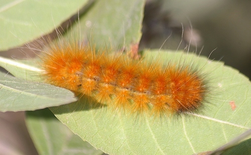 Virginian Tiger Moth