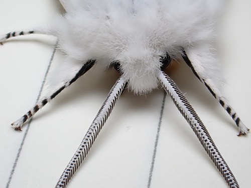 Virginian Tiger Moth