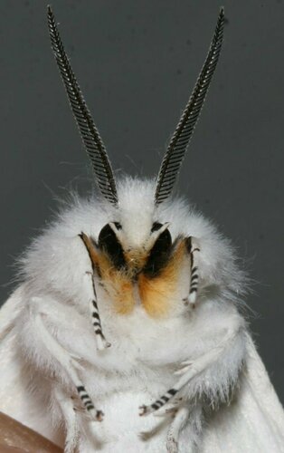 Virginian Tiger Moth