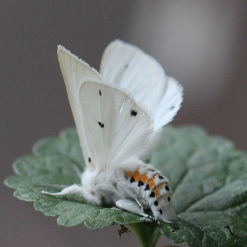 Virginian Tiger Moth
