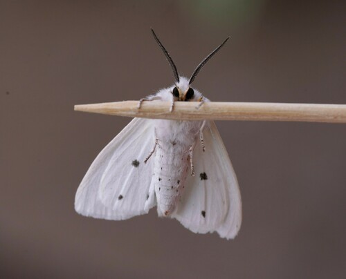 Virginian Tiger Moth
