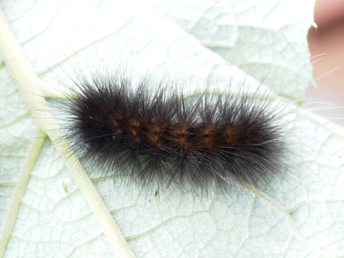 Virginian Tiger Moth