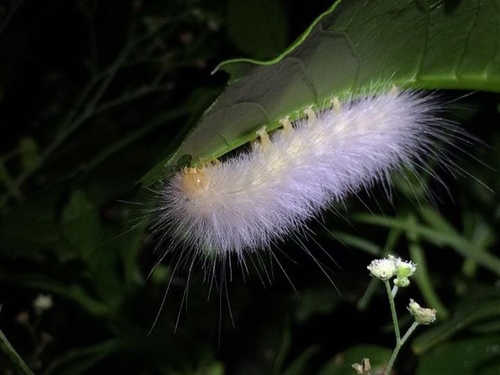 Virginian Tiger Moth