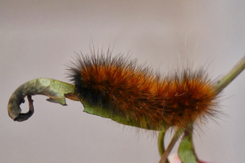 Virginian Tiger Moth