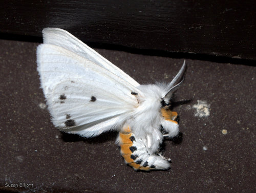 Virginian Tiger Moth
