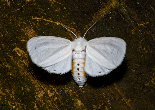 Virginian Tiger Moth
