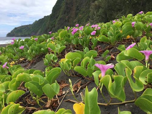 Beach Morning Glory