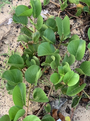 Beach Morning Glory