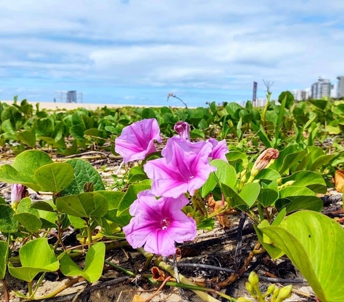 Beach Morning Glory