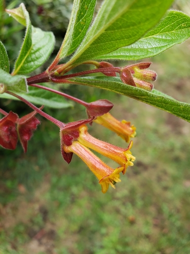 twinberry honeysuckle