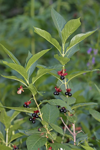 twinberry honeysuckle