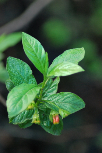 twinberry honeysuckle