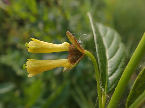 twinberry honeysuckle