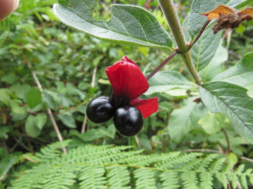 twinberry honeysuckle