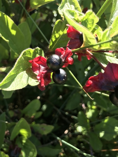 twinberry honeysuckle