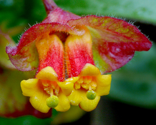 twinberry honeysuckle