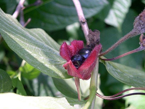 twinberry honeysuckle