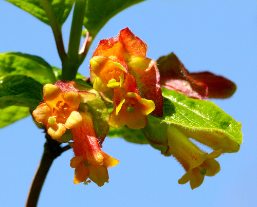 twinberry honeysuckle