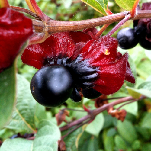 twinberry honeysuckle