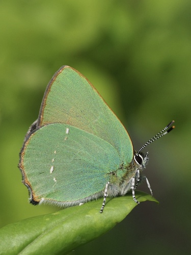 Green Hairstreak