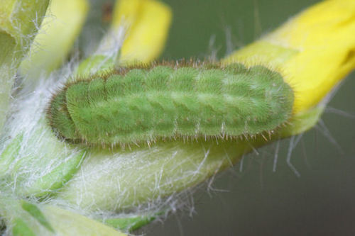 Green Hairstreak