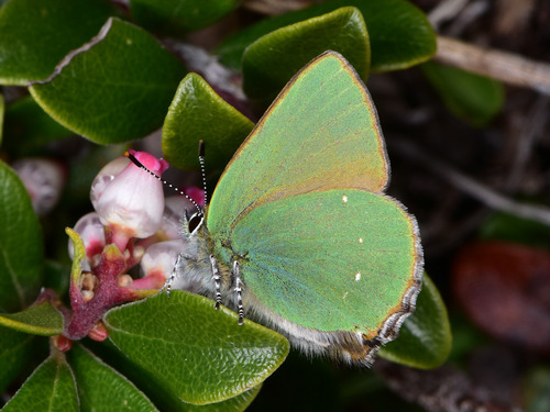 Green Hairstreak