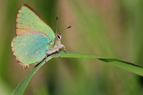 Green Hairstreak