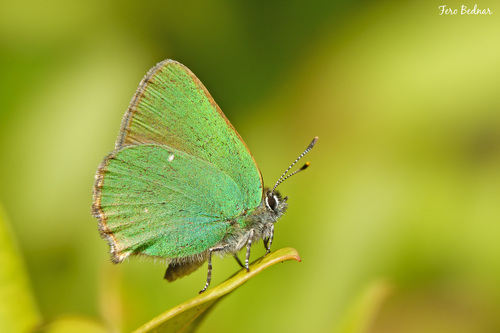 Green Hairstreak