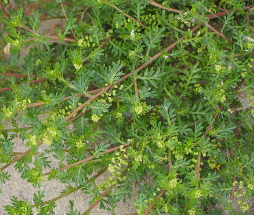 Lesser swine-cress