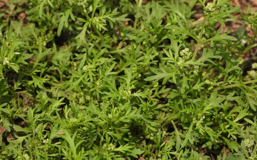 Lesser swine-cress