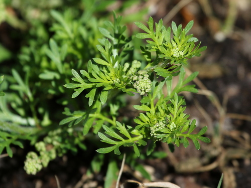 Lesser swine-cress