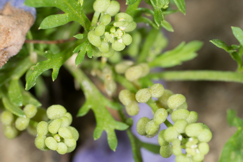 Lesser swine-cress