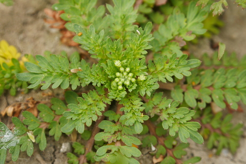 Lesser swine-cress