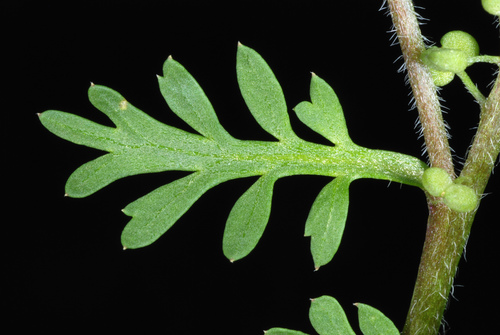Lesser swine-cress