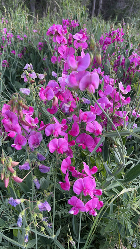 broad-leaved sweet pea