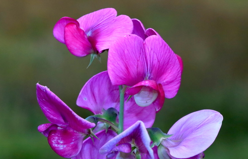 broad-leaved sweet pea