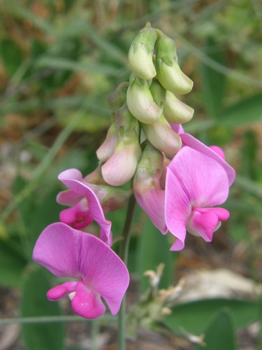 broad-leaved sweet pea
