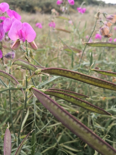 broad-leaved sweet pea