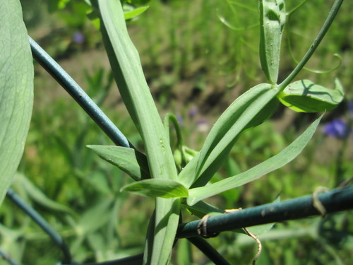 broad-leaved sweet pea